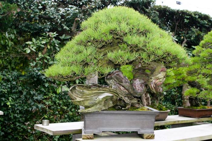 一棵盆栽「種入整片森林」　日本「盆景魔術師」作品紅遍全球：彷彿濃縮了整座山！