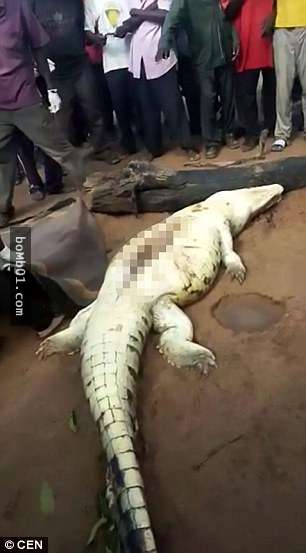 村民原本只是懷疑巨鱷吞下8歲男孩，剖開牠的肚子後看到的場景讓所有人都沈默了。