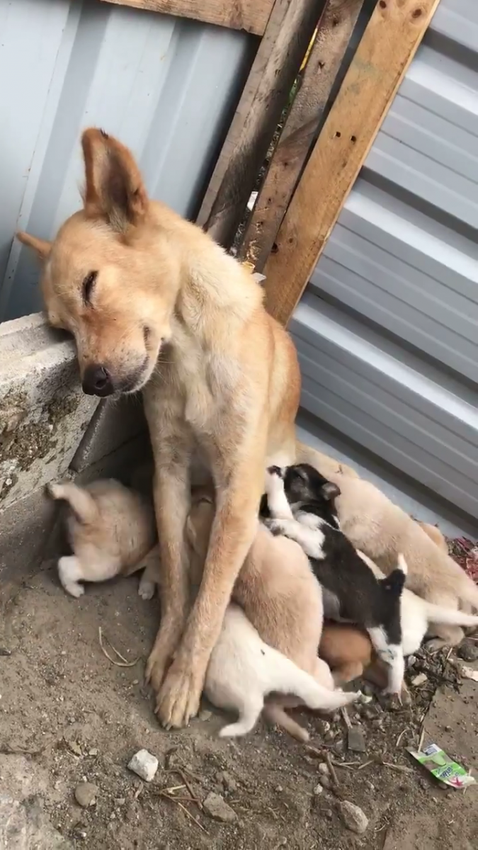 狗媽媽照顧小屁汪累癱「餵奶時靠牆瞇一下」　發現有人馬上驚醒保護牠們