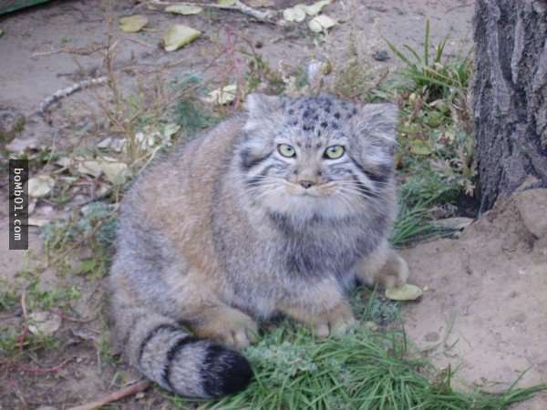 俄羅斯農夫本來以為他撿到4隻小幼貓，養大後卻發現牠們其實是「超稀有的可愛野生動物」！