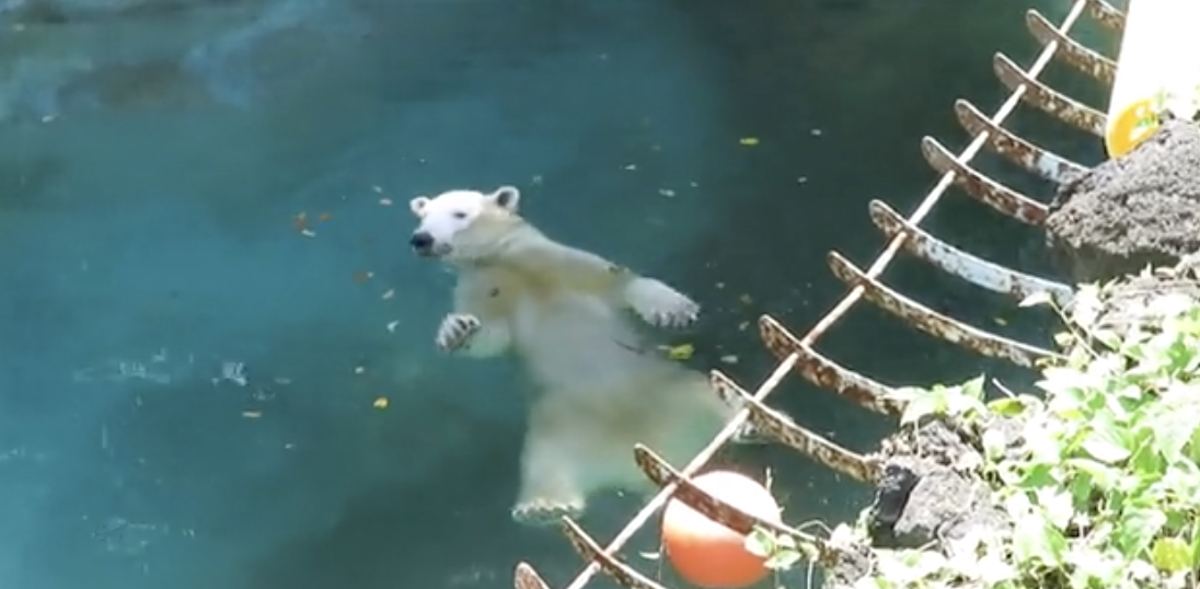 北極熊學會玩漂漂河！　「超爽仰式」順水面流下網笑：浮力熊～