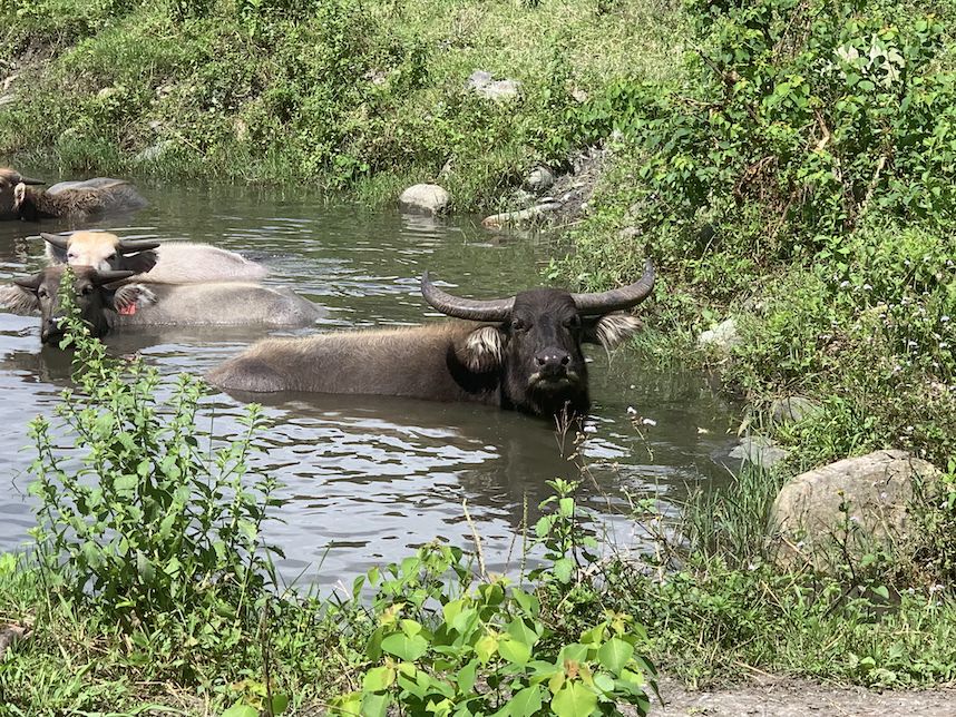 台灣水牛將成稀有動物　最大飼養戶不到100頭