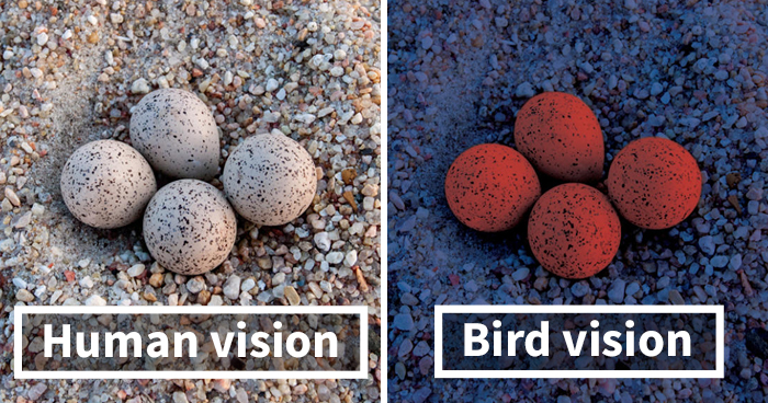 鳥類有「4色視覺」比人類看得到更多　牠們的「視」界超多姿多彩