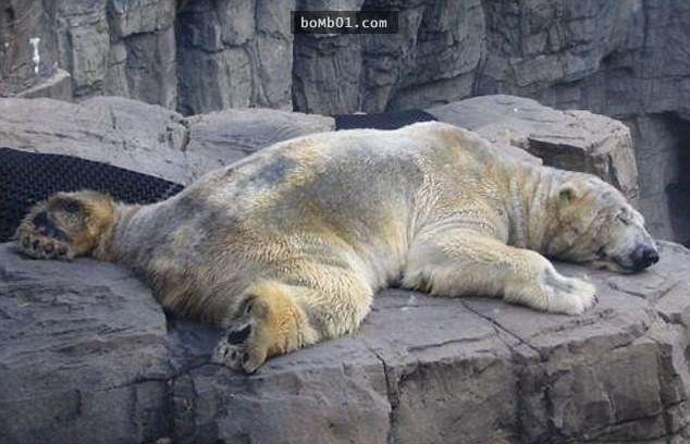 全世界最悲傷的北極熊「終於不必再承受孤獨痛苦」，但是牠解脫的方式卻讓大家都哭了…