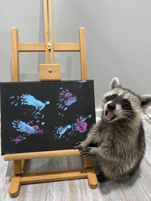 最萌畫家！　可愛小浣熊「用雙手作畫」　沾顏料蓋出「掌掌拓印」：一幅賣3000！