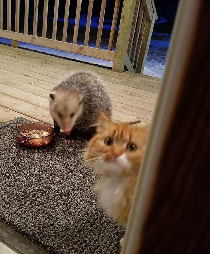 「喂～快救救我的食物啊！」　貓咪被負鼠搶食物　驚呆表情全被主人拍下