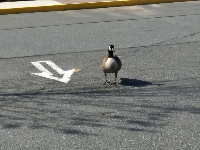 停車場出現「野鵝夫妻」要孵蛋　員工不趕走「還幫封地」感動網友：今日最暖心