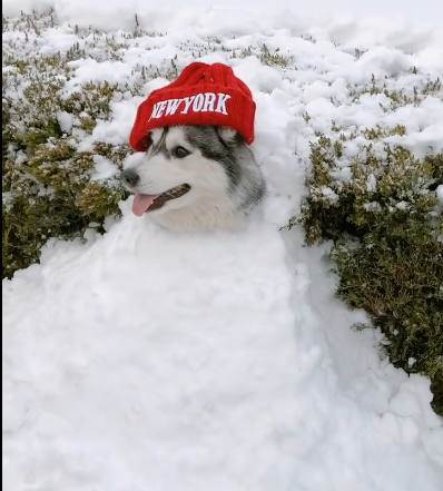 鏟屎官帶哈士奇玩雪　牠半蹲隨便擺布「變身可愛雪人」網評論：假狗！