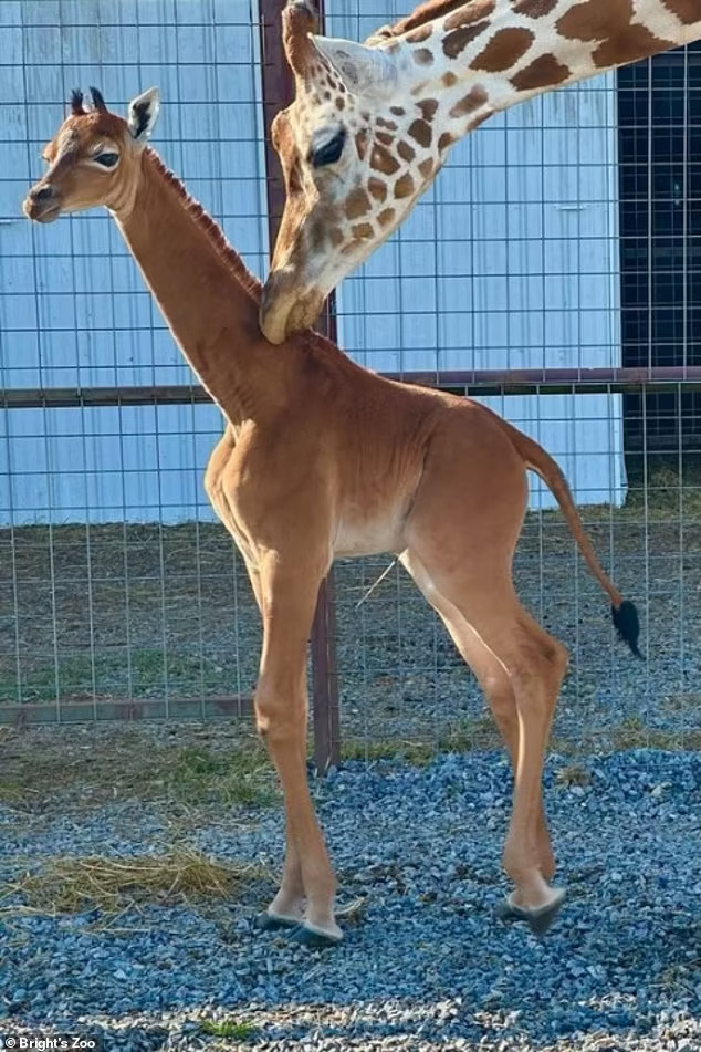 可能是全球唯一！美國動物園誕生超罕見「純色長頸鹿」　園方求命名