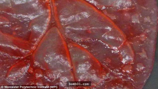 美國科學家把心臟細胞放到菠菜葉上，結果竟然收穫「醫學突破」讓心臟病患超驚喜！