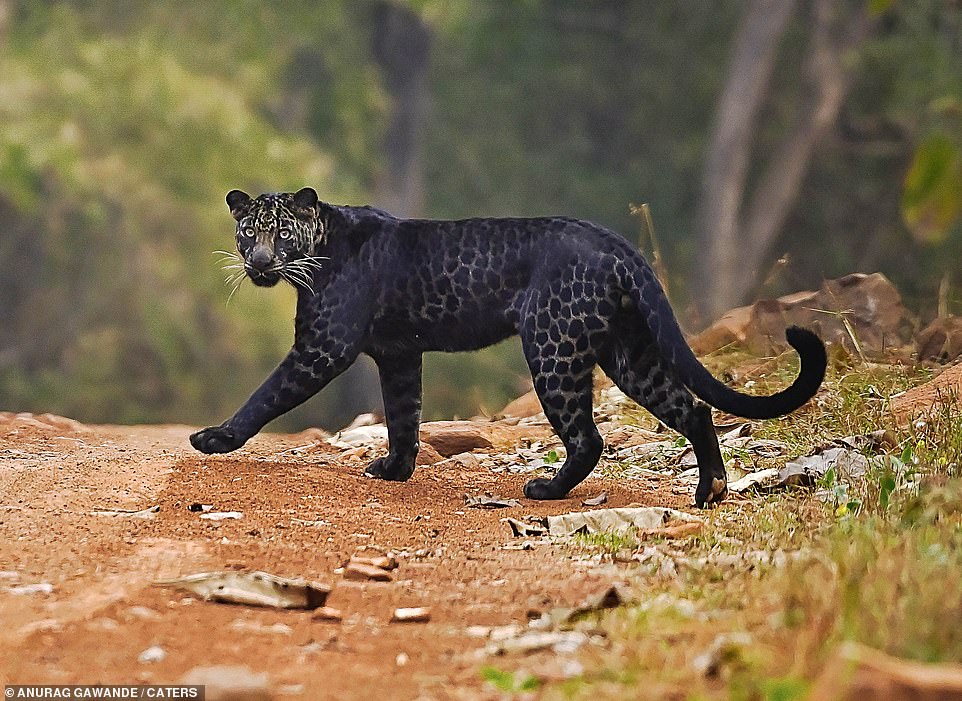 絕美黑化！罕見黑豹現身捕獵　近拍見全身「夢幻黑色豹紋」超級美