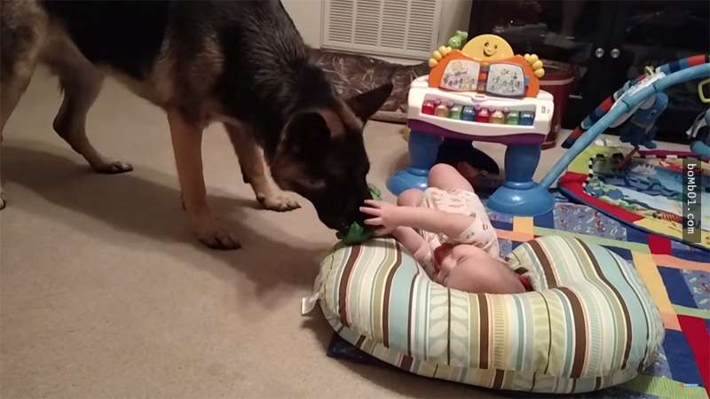 她聽到房間裡的寶寶不斷大笑時非常好奇，結果進去查看才發現愛犬偷偷在對寶寶做這件事…