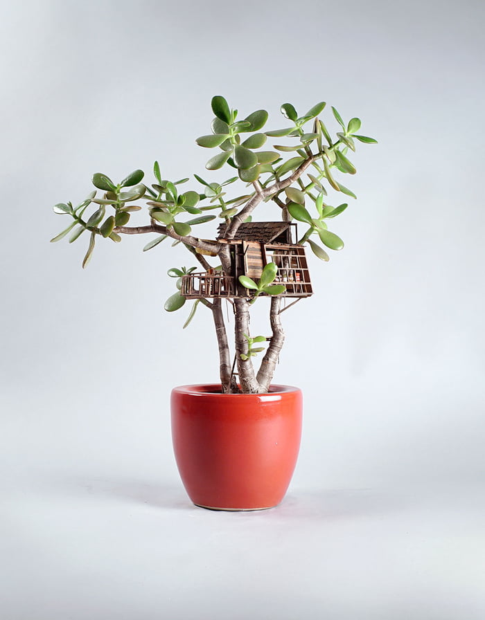 盆栽上「迷你樹屋」超精緻　傢俱超齊全「還鋪地毯」：這是小精靈的家嗎？