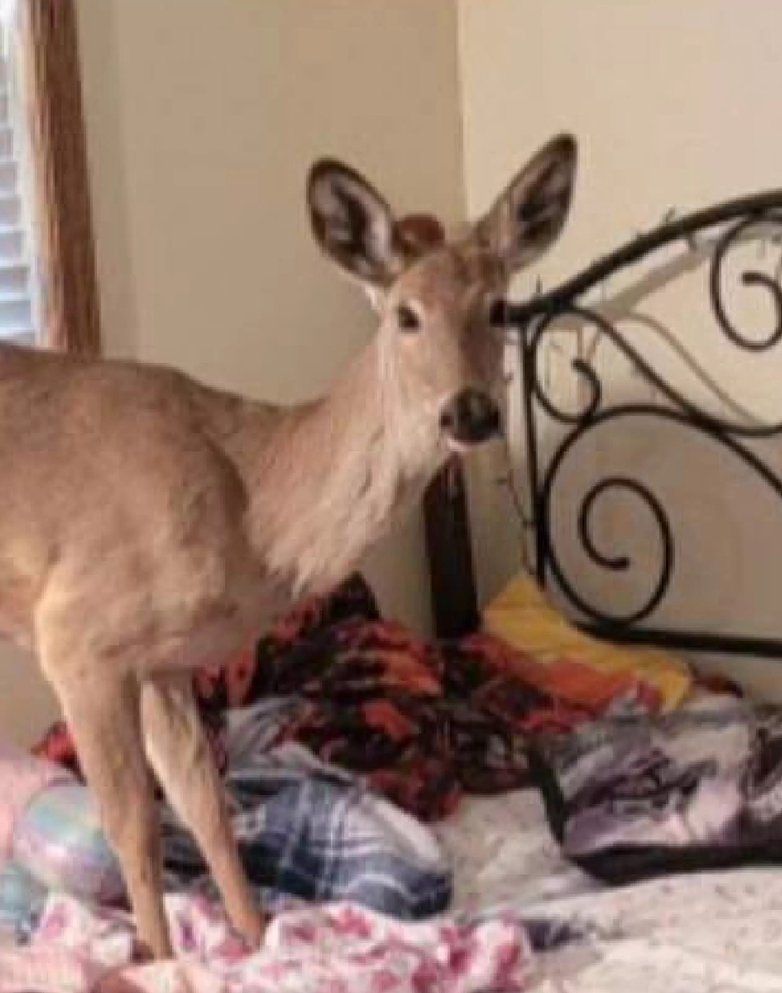 煮晚餐聽到「房間傳來巨響」！　她進房間傻眼：床上多了一頭小鹿