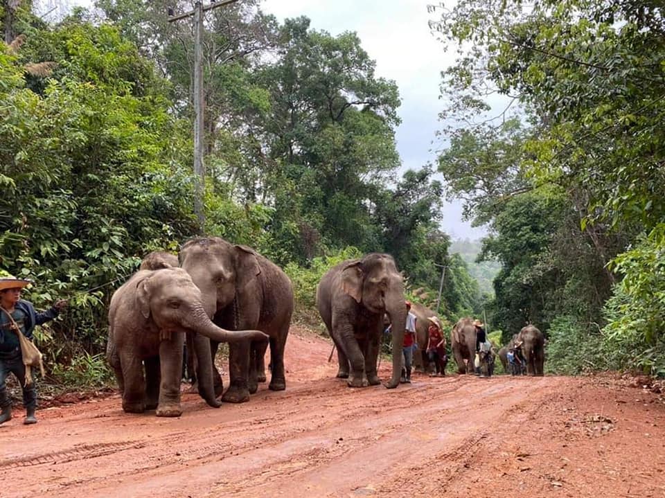 20年沒回過家！　泰國象群發生「失業潮」　「徒步150公里」返鄉開心玩耍