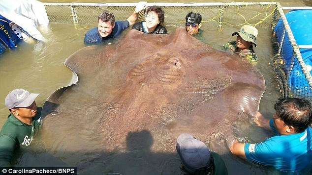 362公斤魔鬼巨魟！　世界最大淡水魚被捕獲　超誇張的體型讓人嚇一跳
