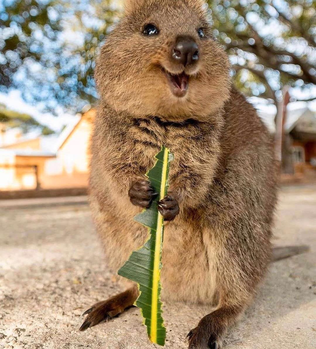 短尾矮袋鼠就是「世界上最快樂的動物」　看到鏡頭還會露出「治癒笑容」賣萌