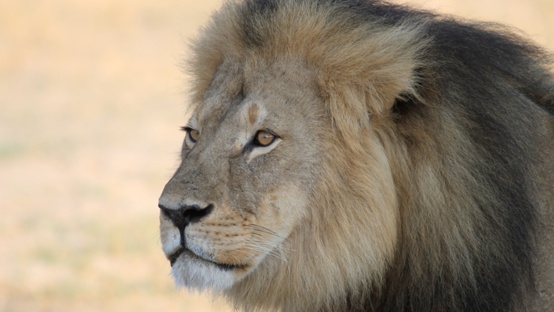 非洲明星獅王死在獵人的槍下引起公憤，2年後的今天「才剛當父親不久的兒子」同樣遭到獵殺！