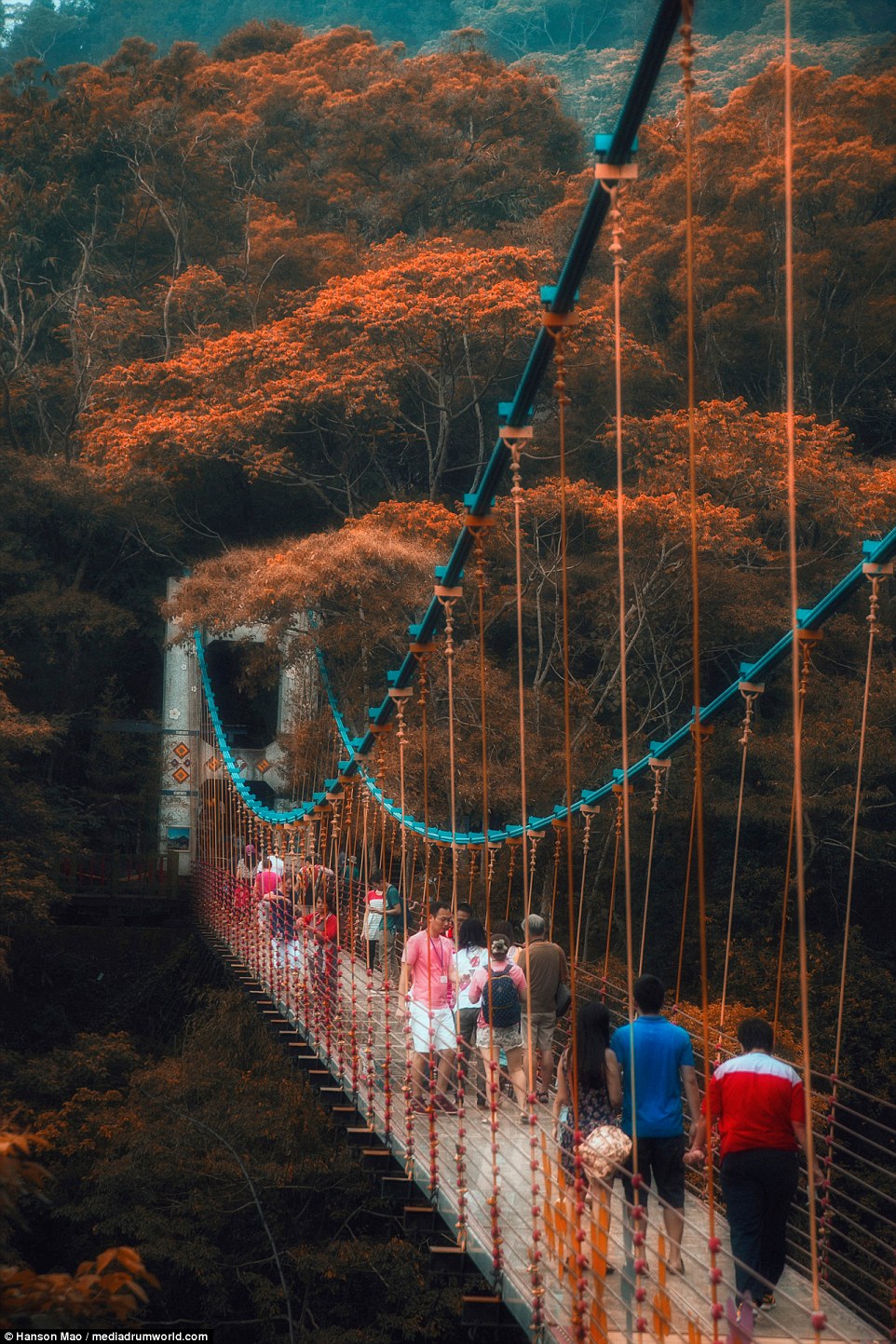 英國媒體都在報！　台灣南投新景點「美到像是在仙境」　往下看就可以透視橋下的溪谷
