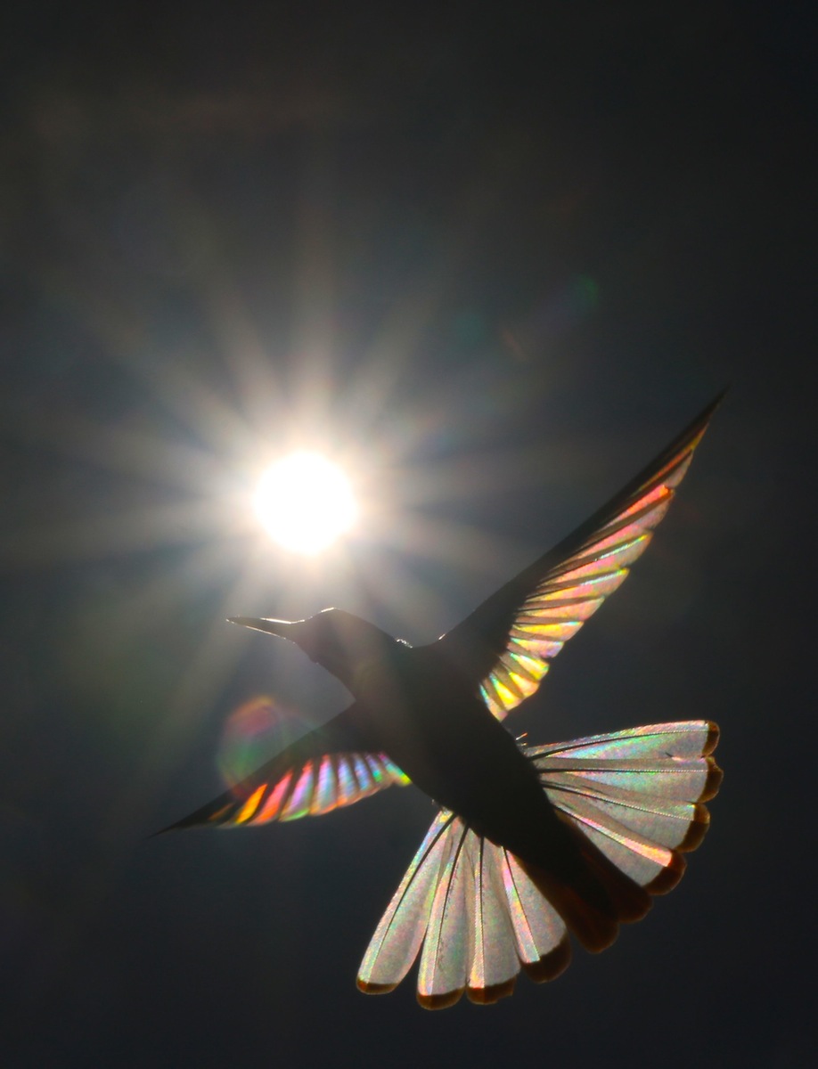 來自天堂的鳥！攝影師拍下蜂鳥「翼稜鏡」　七色彩虹光散射：只有透過鏡頭才看得見！