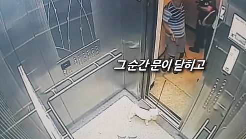韓國一隻狗狗鑽進電梯主人卻在外「就要被扯上樓死掉」，幸好遇到機靈員警一個動作及時救了牠！