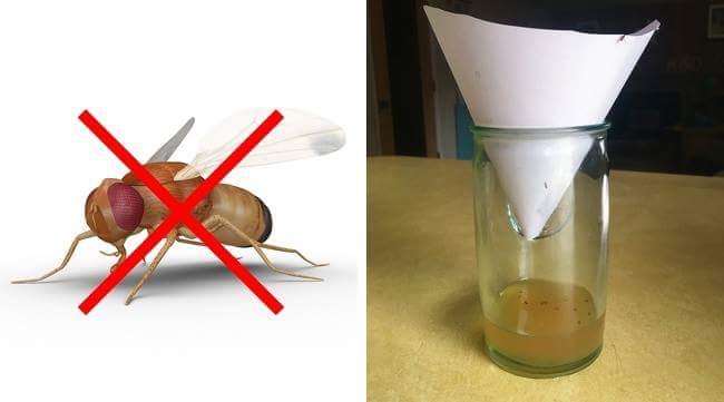 跟昆蟲說掰掰！　10個「實測很有效」的方法　牠們再也不敢闖進你家