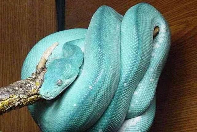 1條等於1輛超跑！　世界最貴「鑲鑽藍蛇」抓一條直接翻身