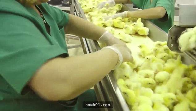 小雞無聲的哀嚎　偷拍養雞工廠裡的實際情況　還沒死亡的「都丟進垃圾桶」解決