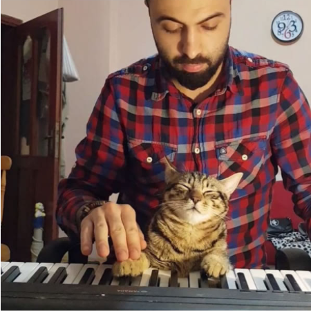 9隻貓咪的報恩！　牠們聽懂鋼琴家主人的彈奏　每次音樂響起都會靠過來