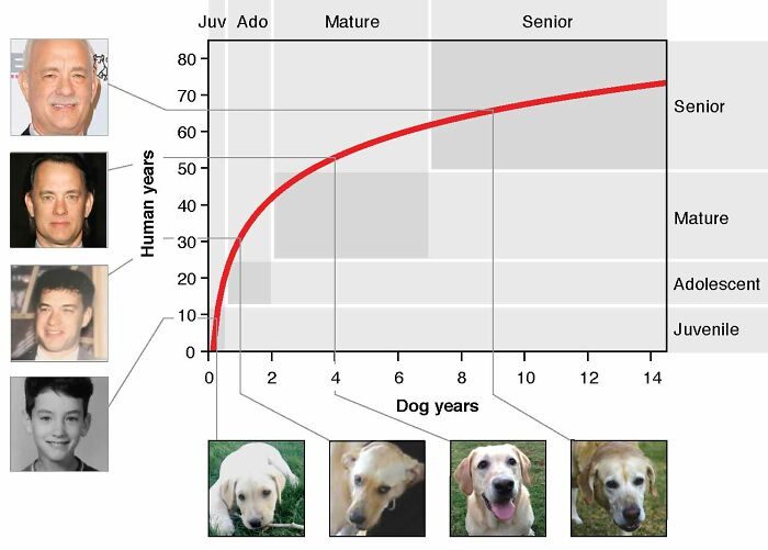 狗1歲等於人7歲是錯的！　科學家曝正確「人狗年齡對照表」：1歲等於31歲