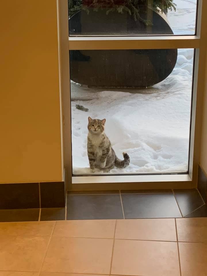 零下32度「浪貓冷到敲消防局窗口」求幫助　好心人秒送暖：快進來啊
