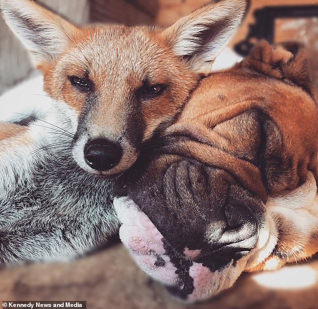 現實版《狐狸與獵犬》！孤兒小狐狸獲救　家裡狗保母「馬上接過來」照顧：兩隻互動超甜❤️