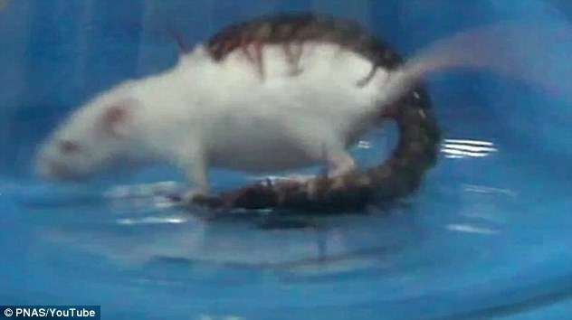 有陰影了…　蜈蚣面對體型比自己大15倍的白老鼠　只花30秒就幹掉牠