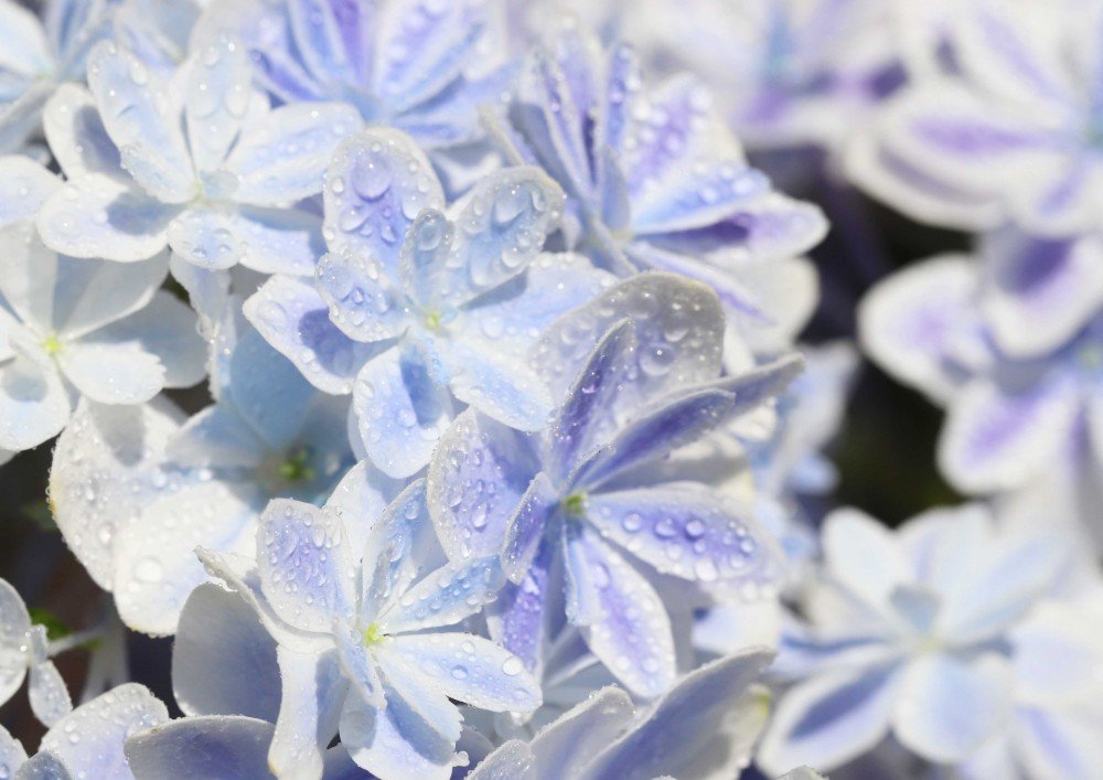 這繡球花好美！　日本浪漫新品種「萬華鏡紫陽花」　渲暈「雙色漸層」融化少女心♡
