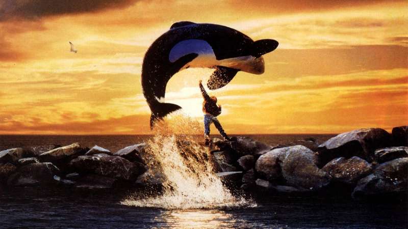 馴服後又拋棄…　虎鯨在海洋館活了24年被放生　結局卻讓大家哭了