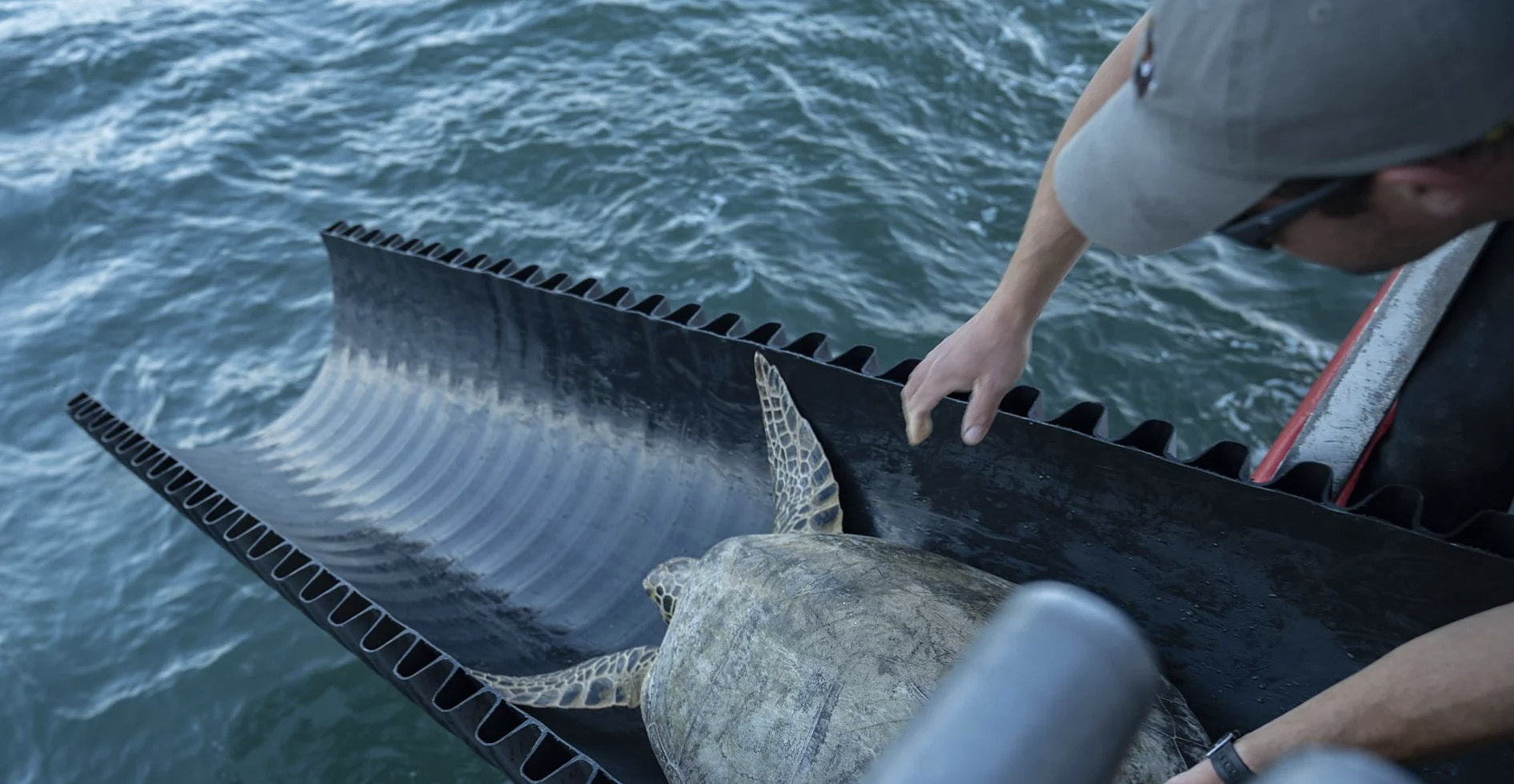 德州解凍！2200隻救援海龜回家　溜滑梯式「撲通」落海裡超開心