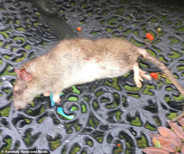 比嬰兒還要大！82歲英男捕獲「45公分巨鼠」　驚人畫面流出