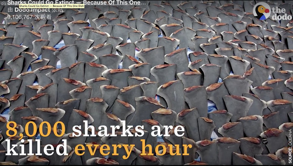 為了華人愛吃的魚翅每年「這個數目」的鯊魚都必須被殺死，更可怕的是割掉雙鰭後竟然丟回海裡…