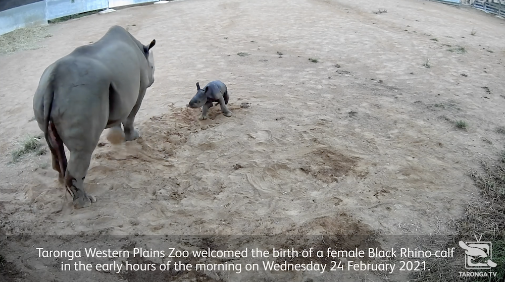 黑犀牛瀕臨絕種！　澳洲動物園迎來「新生犀牛寶寶」　犀牛爸去年剛走：牠是最珍貴遺產