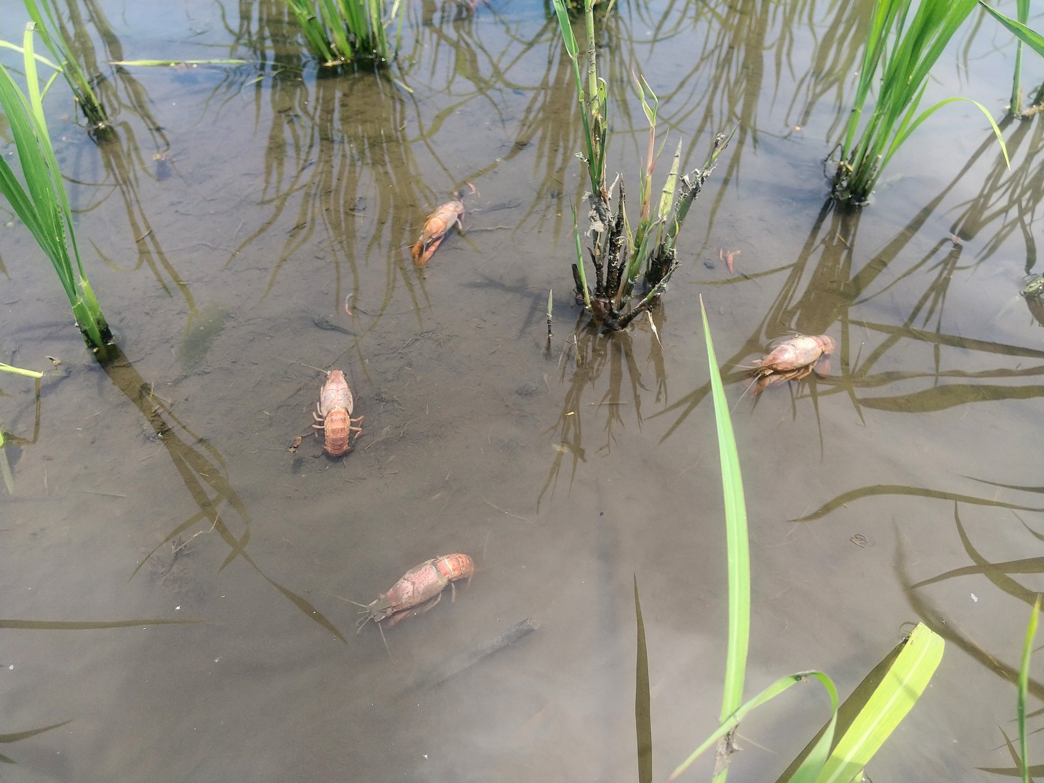 熱瘋！田裡螯蝦「飄上水面」　農夫傻眼測溫度：就地煮熟了
