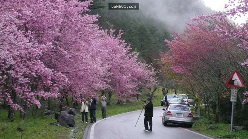 媲美日劇夢幻場景的「武陵農場櫻花季」詳盡攻略，一定要學起來才能看到最美的櫻花！
