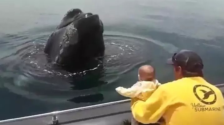 野生鯨魚也愛跟小寶寶玩　默默游到船邊「躲貓貓」逗她笑