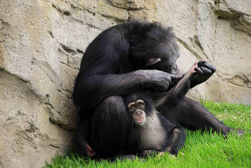 媽媽不要牠...小猩猩抱娃娃「才有安全感」　找到養母後「臉上都洋溢著幸福」