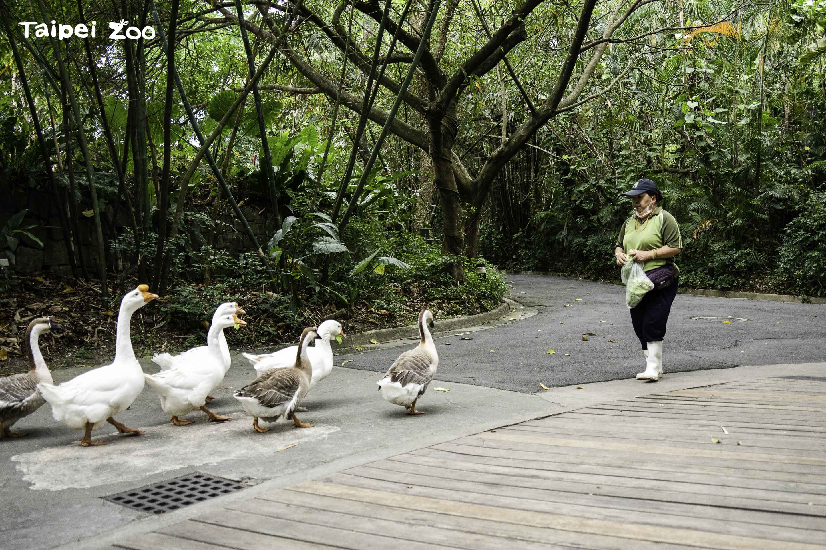鵝鵝起步走！台北市立動物園出現「呆萌鵝遊行」　每週日列隊陪你逛動物園