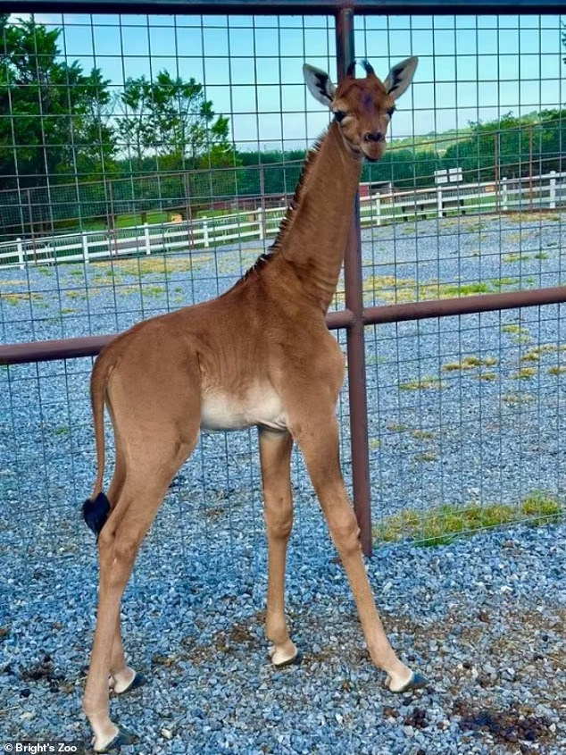 可能是全球唯一！美國動物園誕生超罕見「純色長頸鹿」　園方求命名