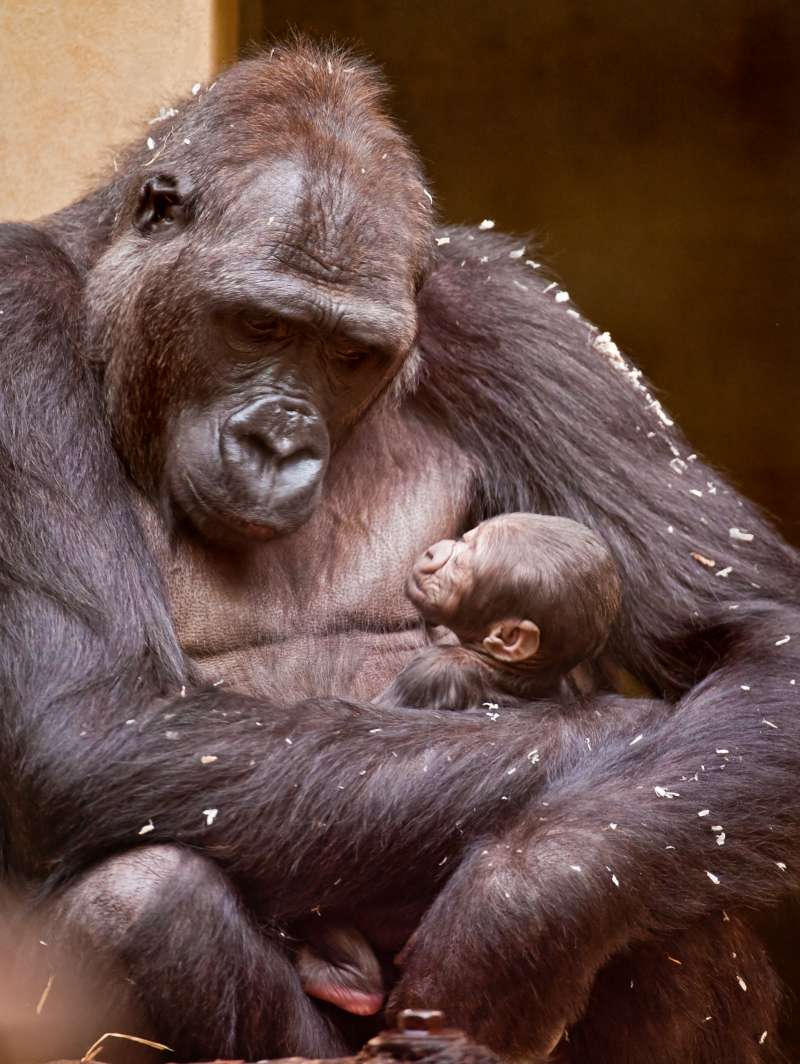 生命第一都是為孩子　23張照片展現「動物不輸人類」的溫馨母愛
