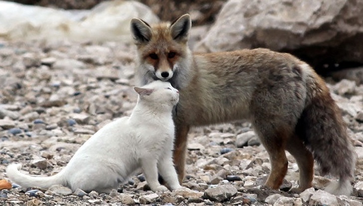 狗狗與狐狸是超級好麻吉！　20張證明「真正的友情沒任何限制」的萌照