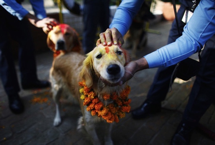 尼泊爾「感謝狗狗日」警犬、浪浪一起寵　超療癒節日全球羨慕：一定要跟進～