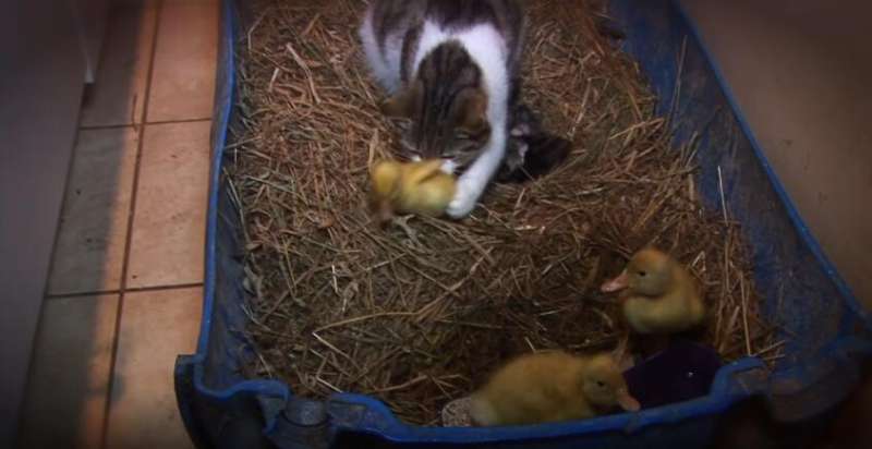 3隻小鴨子一出生就慘被拋棄　貓媽媽馬上收養餵奶畫面暖哭了