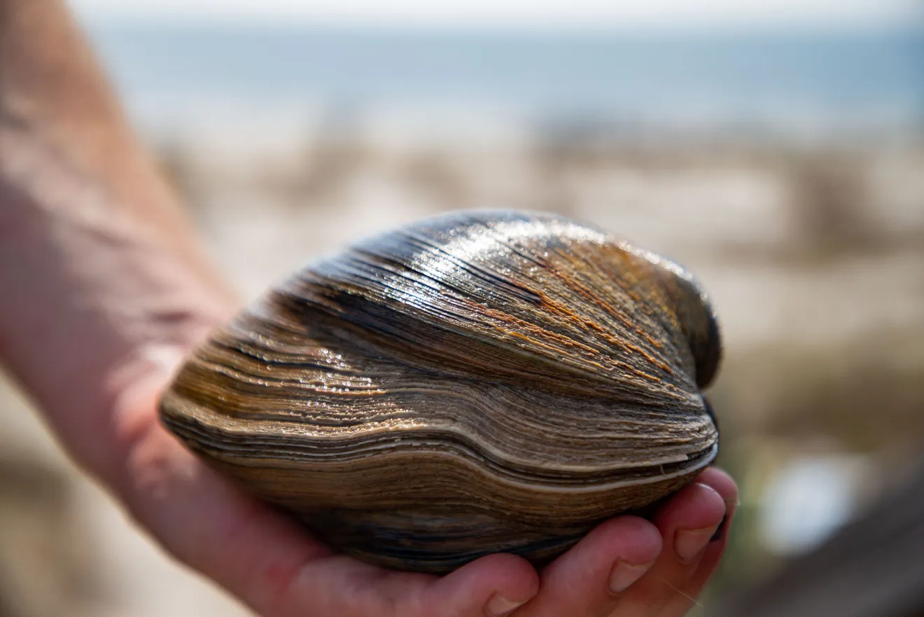 百年蚌精！他在海灘挖到「1公斤巨蚌」　鑑定發現「已活214歲」下場曝光
